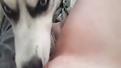 husky insticts