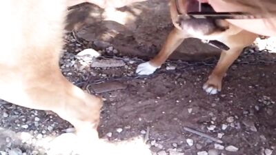 licking together