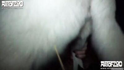 bestial sex