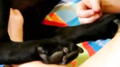 Amerian Pet