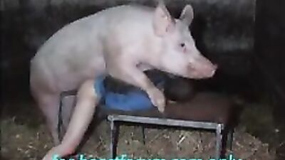 Man - pig sex