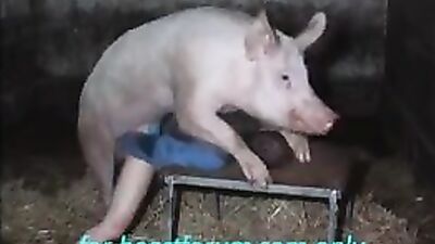 Man - pig sex