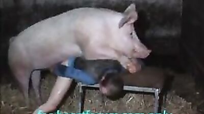 Man - pig sex