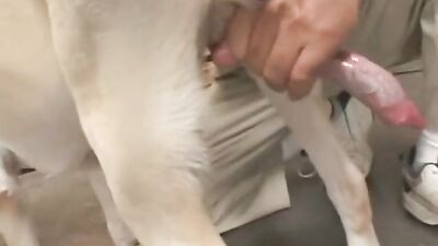 girl has to suck dogs cock and lick his ass