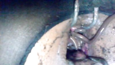 nice earthworm
