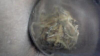 nice worm 2