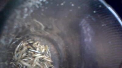 nice worm 2