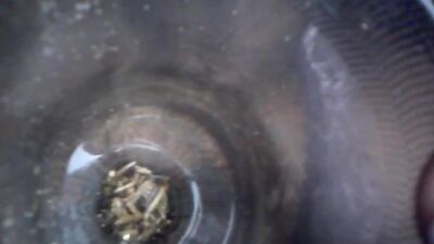 nice worm 2