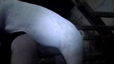 Woman gets creampied by pig
