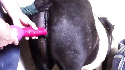 man fucks mare with dildo