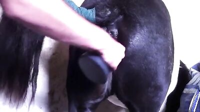 man fucks mare with dildo