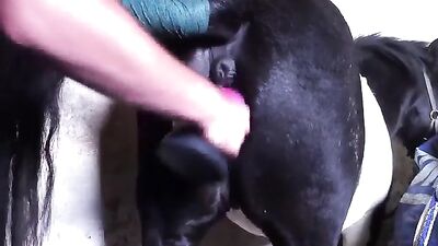 man fucks mare with dildo