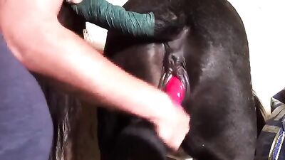 man fucks mare with dildo