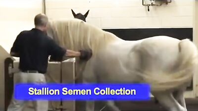 stallion semen collection