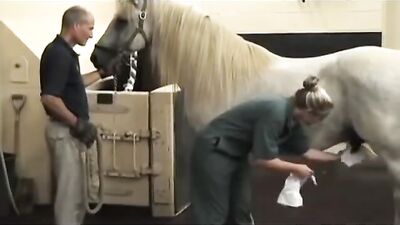 stallion semen collection