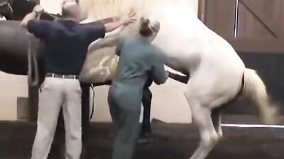 stallion semen collection