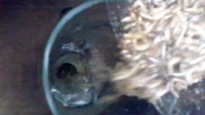 nice worm