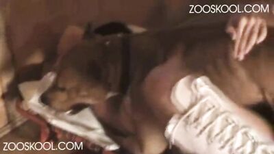 Doggy Superstar