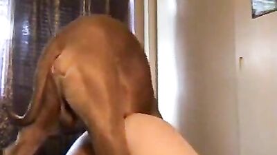 a trainned dog