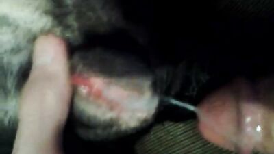 fucking dog pussy