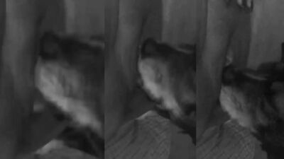 dog teach how