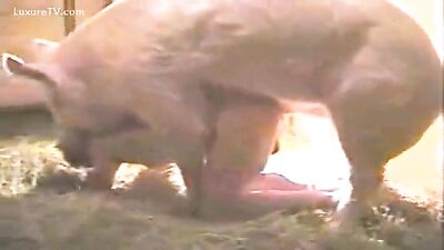 porky revenge