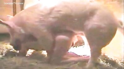 porky revenge