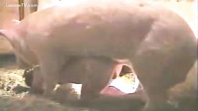 porky revenge