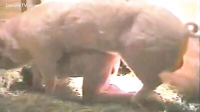 porky revenge