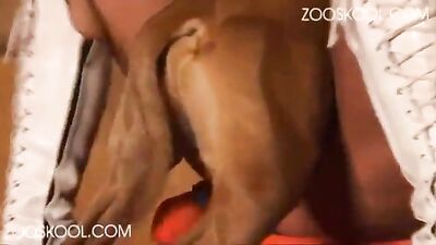 Zooskool - Stray X - The Record - part 6