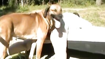 ZooSkool Zenya any dog