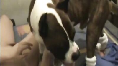Zooskool - Amateur - Latin Lover