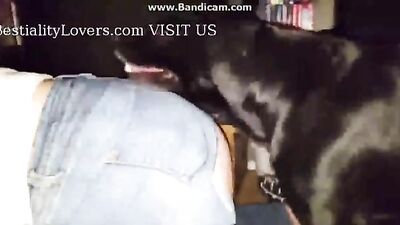 Paw Playtime Gets Wild