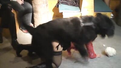 Pawsome Party Bangers