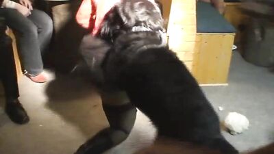 Pawsome Party Bangers