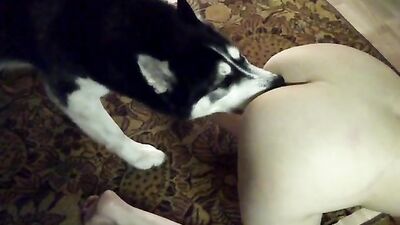 Huskys Hungry Tongue Licks Her Lovers Ass!