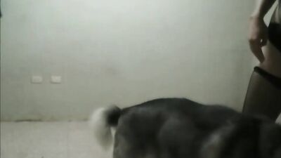Miss f teasing a horny husky