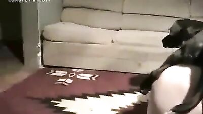 Saucy Sluts Satisfy Pups Before Lights Out