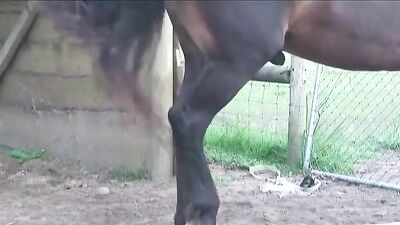 Stallion Loving Gay