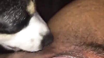 Snouty Stud Breeds Bunnys Beautifully