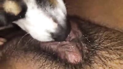 Snouty Stud Breeds Bunnys Beautifully