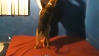 Menacing Pet Punishment - Brutal XXX Compilation