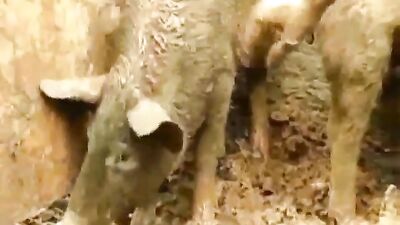 Whore Slut For Pigs