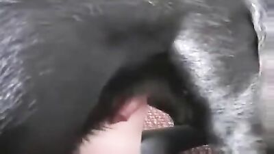 Taboo Milf Fucks Stalion In Desperate Doggy Style