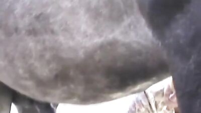 Shawns Horse-Throated Obsession
