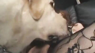 THE DOG GAME