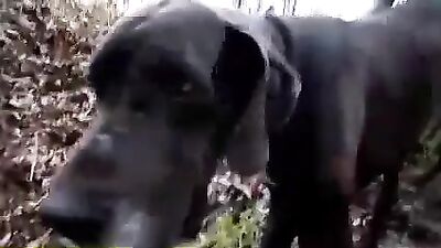 super dog slut