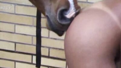 Animals Giving Head
