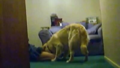Humping Shylark