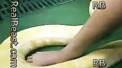 Snake room 2